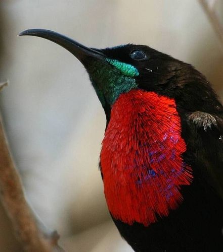 Scarlet-chested Sunbird reference