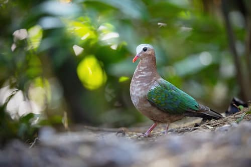 Common Emerald Dove reference
