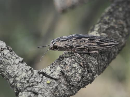 Western Sculptured Pine Borer reference