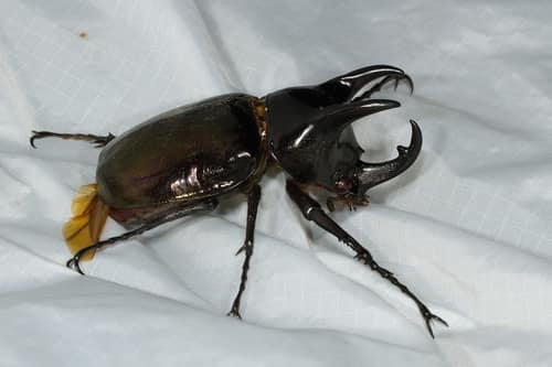 Atlas Beetle reference