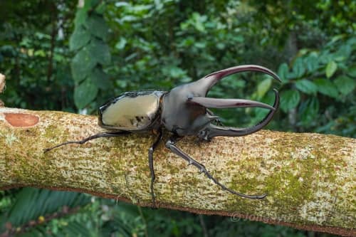 Moellenkampi Beetle reference