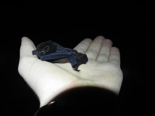 New Zealand Long-tailed Bat reference