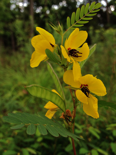Partridge Pea reference