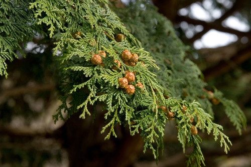 Hinoki Cypress reference