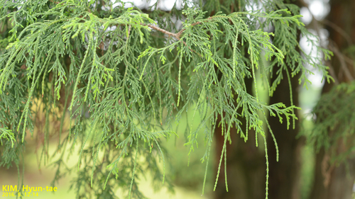 Sawara Cypress reference