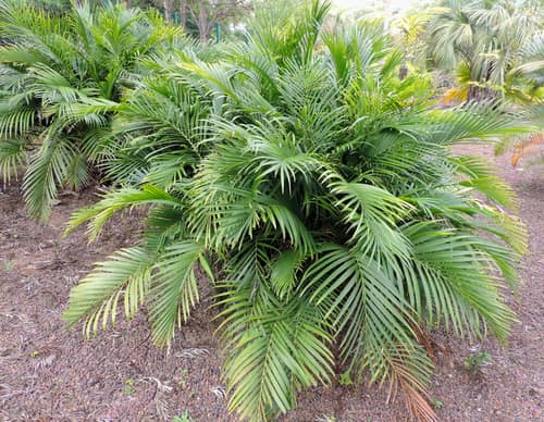 Cascade Palm reference