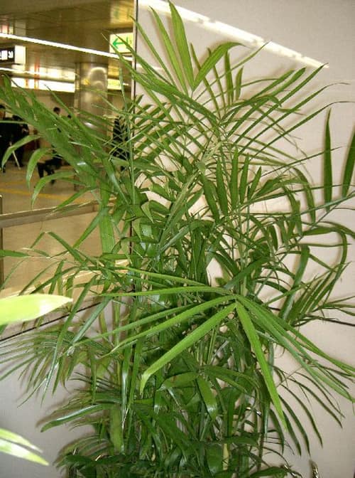 Bamboo Palm reference