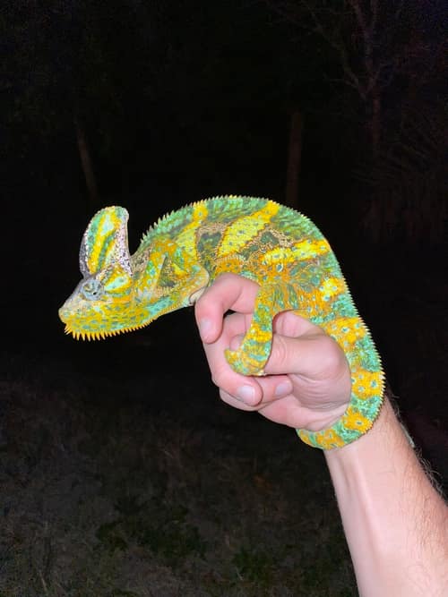 Veiled Chameleon reference