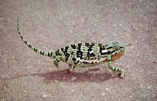 Flap-Necked Chameleon reference