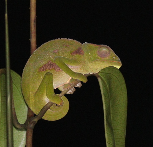 Graceful Chameleon reference