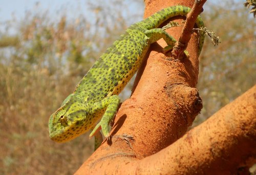 Senegal Chameleon reference