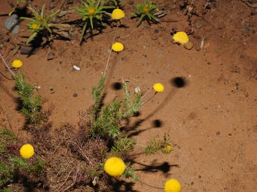 Roman Chamomile reference