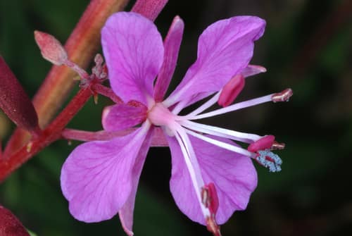 Fireweed reference