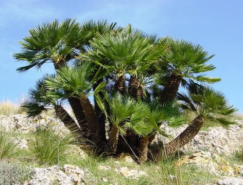 Mediterranean Fan Palm reference