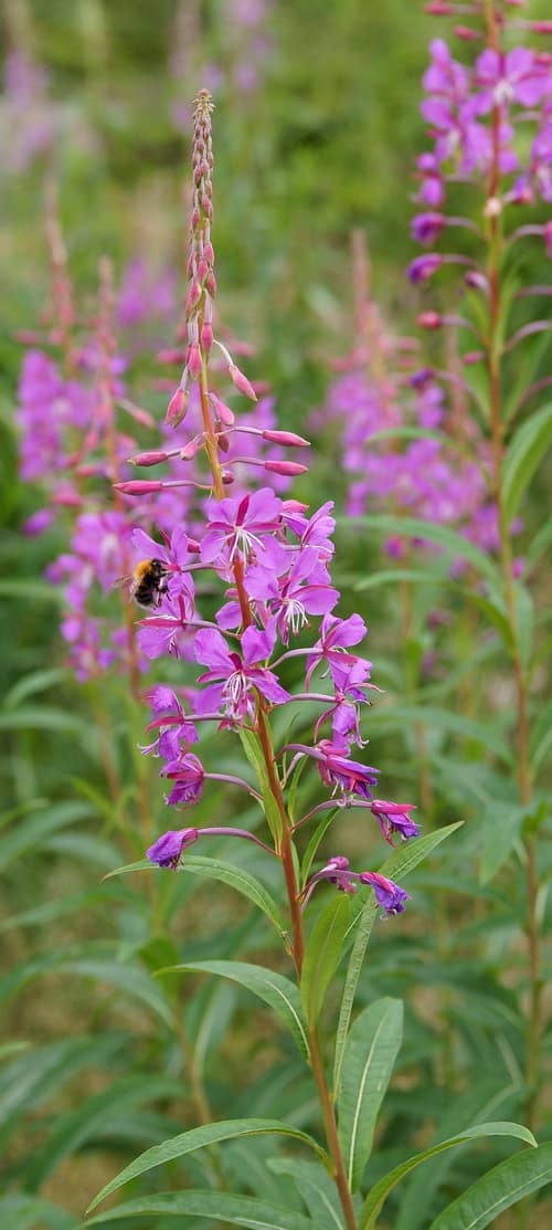 Fireweed reference