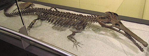 Champsosaur reference