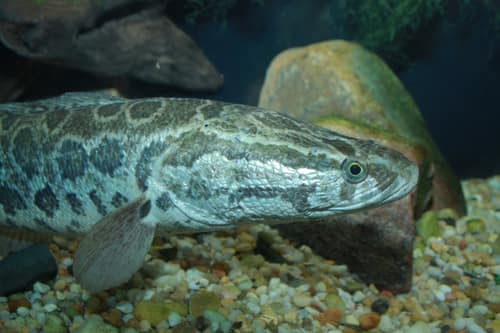 Northern Snakehead reference