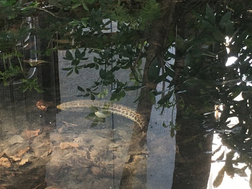 Blotched Snakehead reference