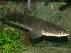 Bullseye Snakehead reference