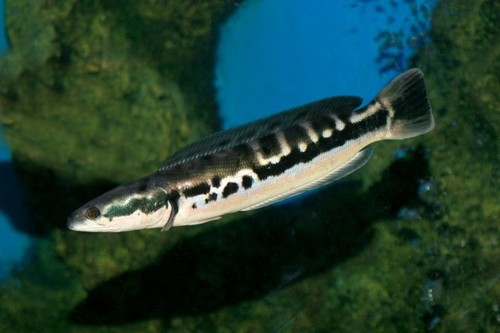 Giant Snakehead reference