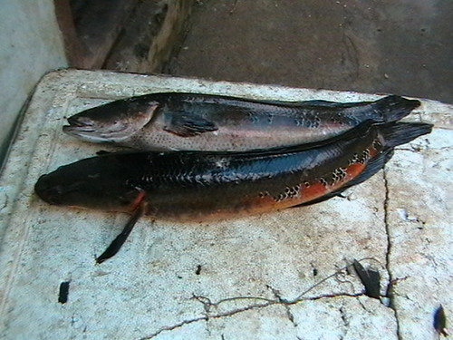 Malabar Snakehead reference