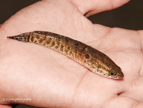 Spotted Snakehead reference