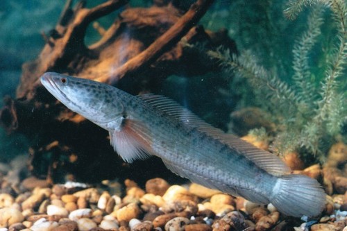 Striped Snakehead reference