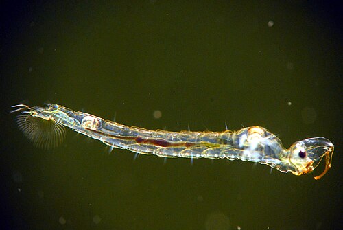 Common Glassworm reference