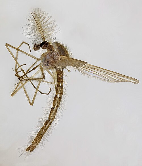 Phantom Midge reference