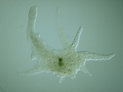Giant Amoeba reference