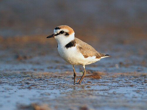 Kentish Plover reference