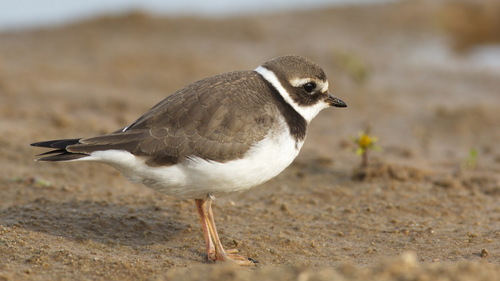 Common Ringed Plover reference