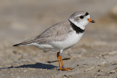 Piping Plover reference