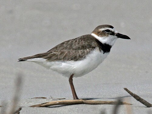 Wilson's Plover reference