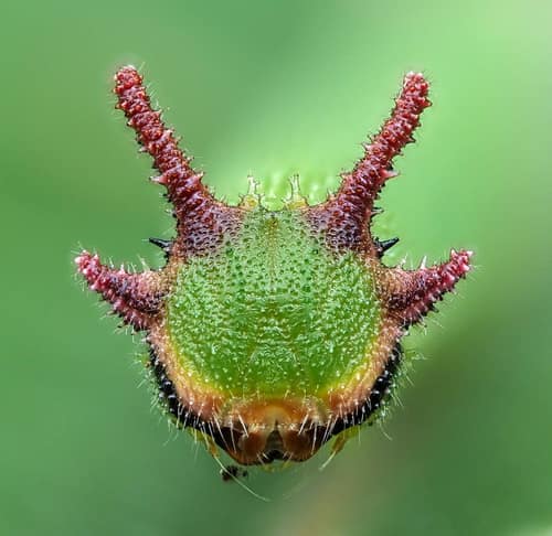 Two-Tailed Pasha reference