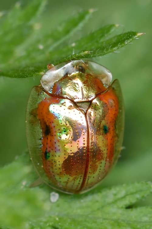 Golden Tortoise Beetle reference