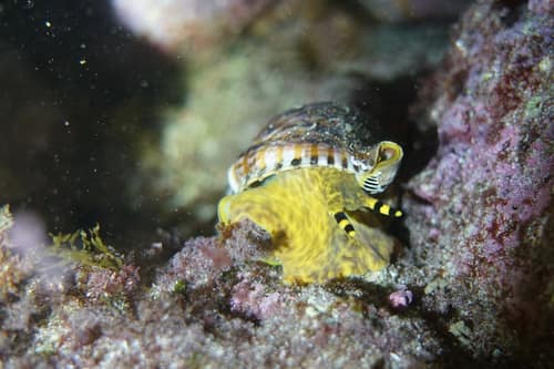 Atlantic Triton reference
