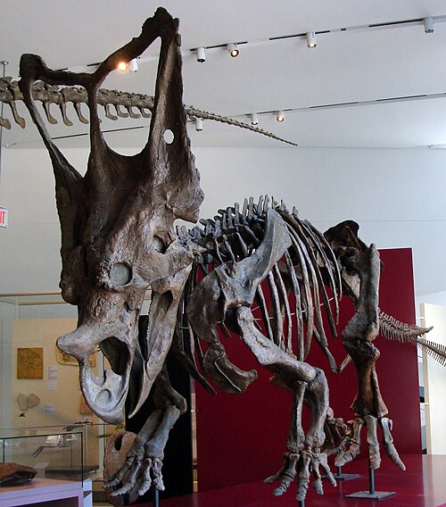 Chasmosaurus reference