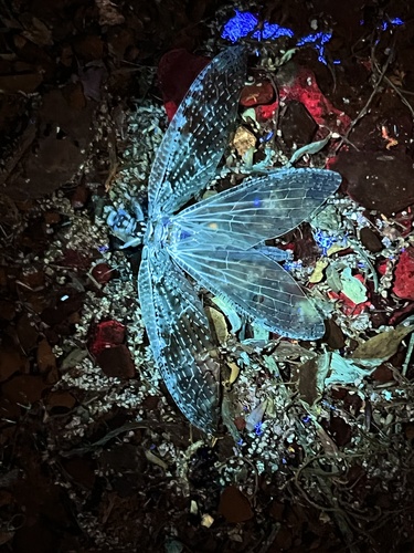 Summer Fishfly reference