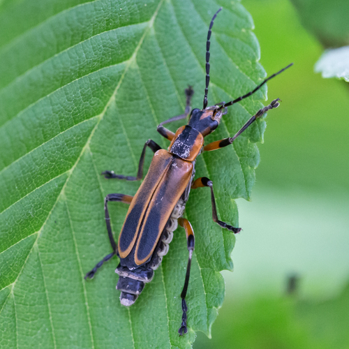 Margined Leatherwing reference