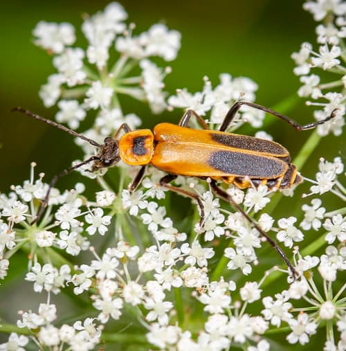 Goldenrod Soldier Beetle reference