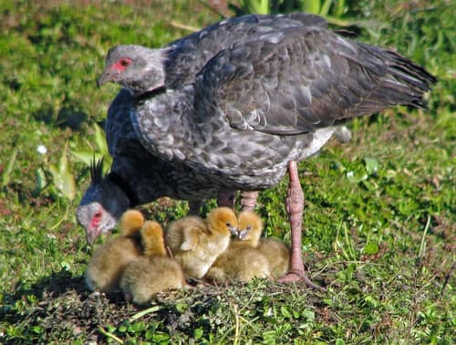 Southern Screamer reference