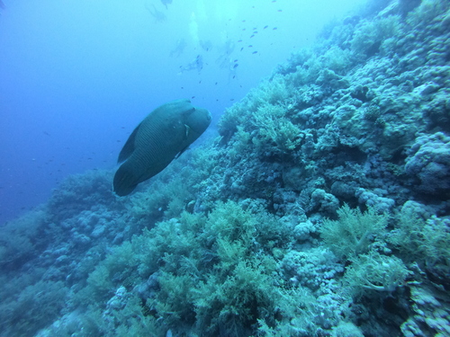 Humphead Wrasse reference