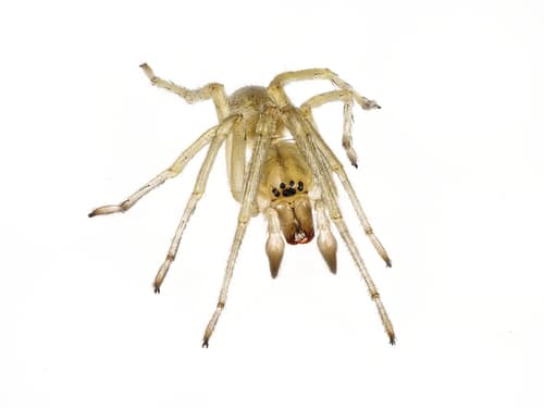 Northern Yellow Sac Spider reference