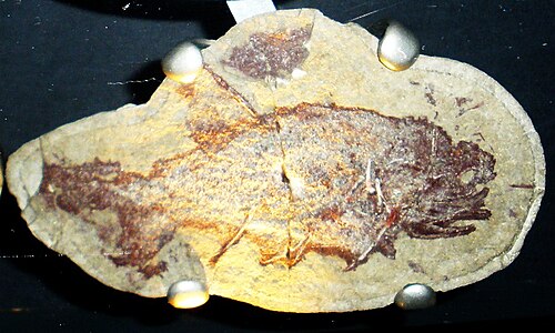 Cheiracanthus reference