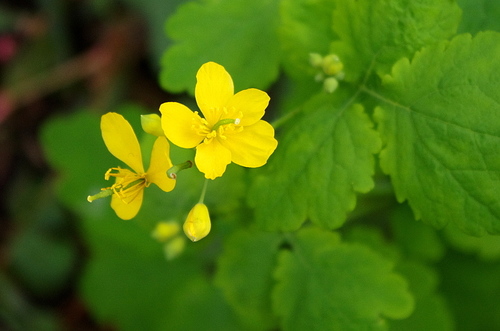 Greater Celandine reference