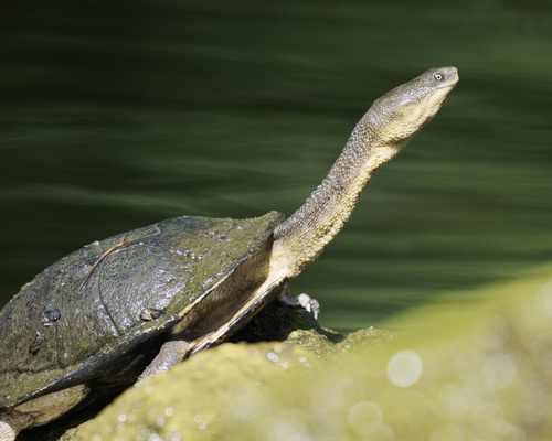 Eastern Long-necked Turtle reference