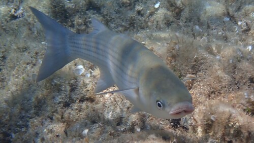 Thicklip Grey Mullet reference