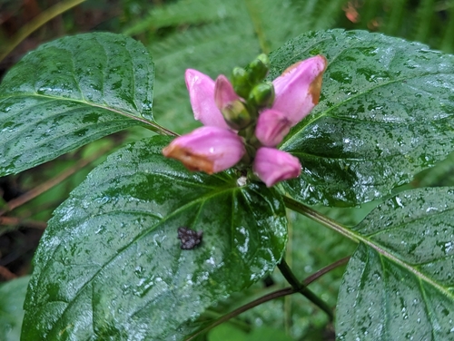 Pink Turtlehead reference