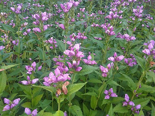 Red Turtlehead reference
